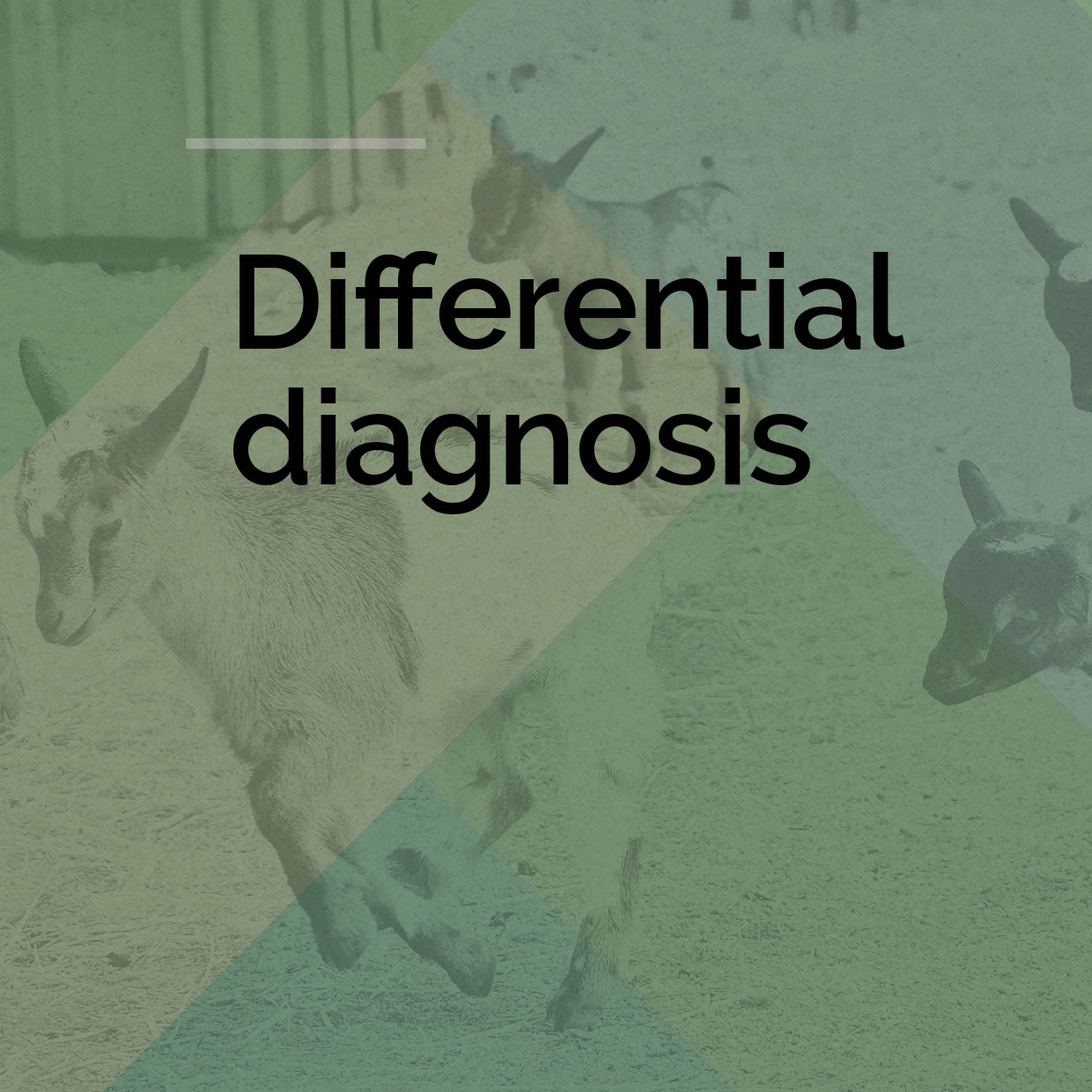 Differential Diagnosis Board