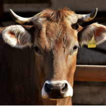 Formation sur la détection précoce de la fièvre aphteuse en France 