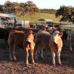 Depopulation, Disposal and Cleaning and Disinfection – From Theory to Practice 2025