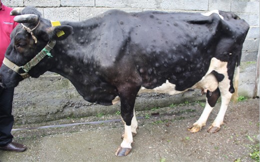 Dermatosis nodular contagiosa para España 2025