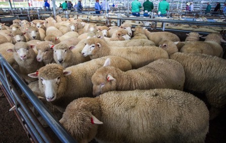 Introducción a la viruela ovina y caprina