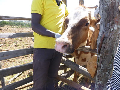 Cow being handled in wooden pen
