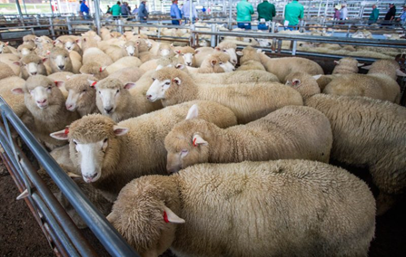 Multiple sheep in a pen